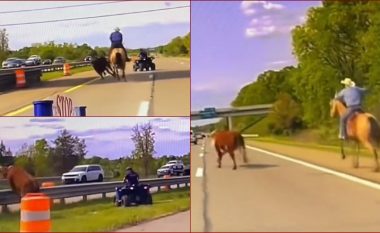 Një kauboj ndjek lopën e arratisur përgjatë një autostrade të Michiganit