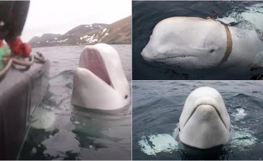 Norvegjia paralajmëron njerëzit që të qëndrojnë larg balenës ‘spiune’ – për të shmangur lëndimin ose vrasjen aksidentale të saj