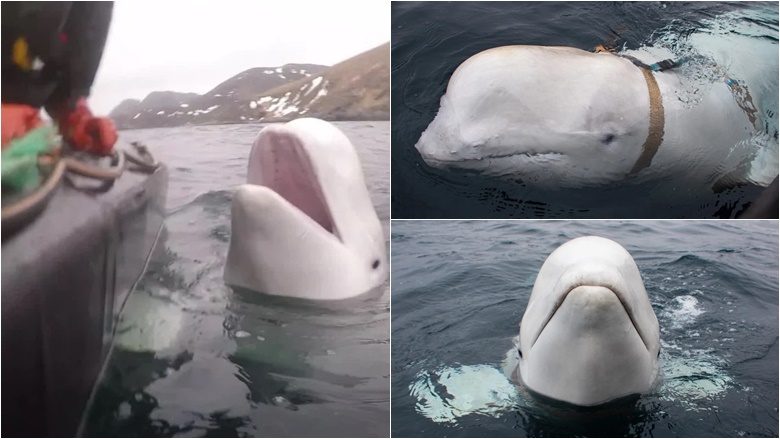 Norvegjia paralajmëron njerëzit që të qëndrojnë larg balenës ‘spiune’ – për të shmangur lëndimin ose vrasjen aksidentale të saj