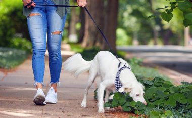 Ekspertja zbulon: Është shumë e rëndësishme të lejosh qenin të nuhasë gjatë shëtitjes