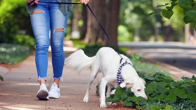 Ekspertja zbulon: Është shumë e rëndësishme të lejosh qenin të nuhasë gjatë shëtitjes