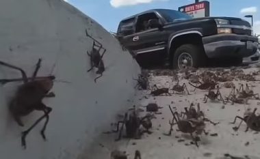 Qyteti i vogël amerikan “pushtohet” nga karkalecat, miliona prej tyre mbulojnë rrugët dhe ndërtesat