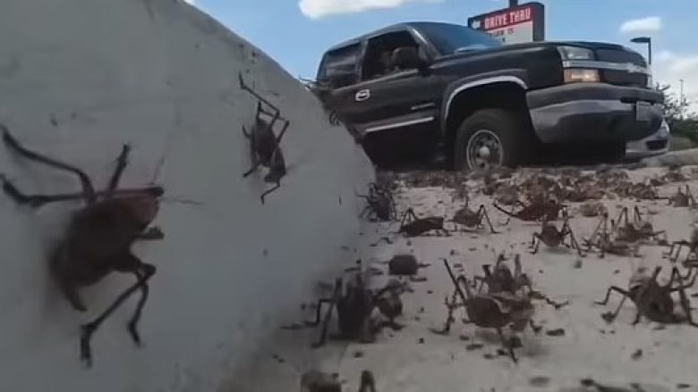 Qyteti i vogël amerikan “pushtohet” nga karkalecat, miliona prej tyre mbulojnë rrugët dhe ndërtesat