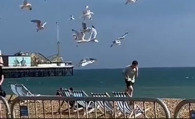Tufa e pulëbardhave të uritura i vërsulen pushuesit në një plazh në Britani, i riu u detyrua t’i hedhë në rërë për të shpëtuar