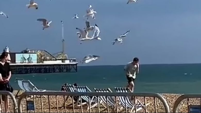 Tufa e pulëbardhave të uritura i vërsulen pushuesit në një plazh në Britani, i riu u detyrua t’i hedhë në rërë për të shpëtuar