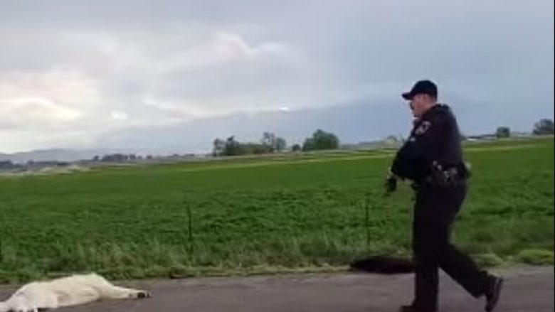 Kishin bllokuar trafikun në autostradë, pasi ishin “arratisur” nga oborri i pronarit – policia në Idaho qëllon qentë