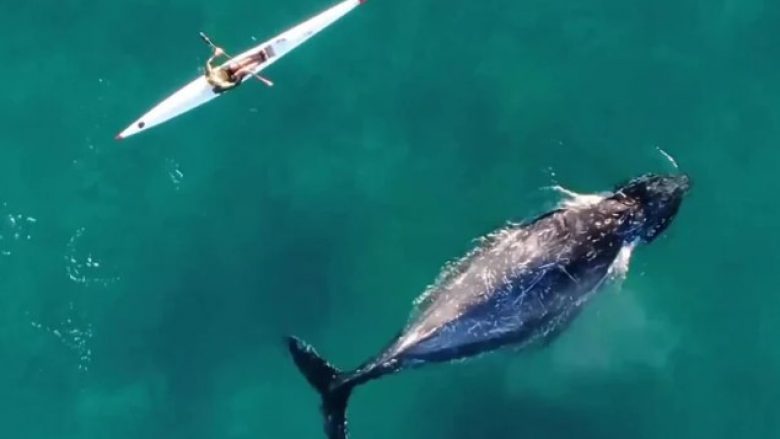 Balena kurioze notoi pranë një kajaku në Sydney