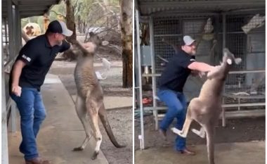 Turisti amerikan përleshet me një kangur në Australi