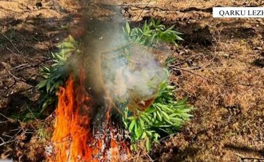 Operacion i gjerë anti-drogë në Lezhë dhe Kurbin, asgjësohen 694 bimë narkotike kanabis sativa