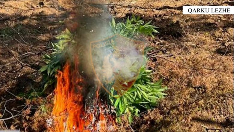 Operacion i gjerë anti-drogë në Lezhë dhe Kurbin, asgjësohen 694 bimë narkotike kanabis sativa