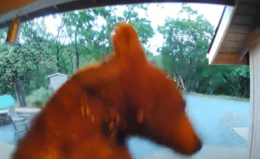 Shikoni se si ariu u përpoq të kafshonte kamerën e një shtëpie në Kaliforni