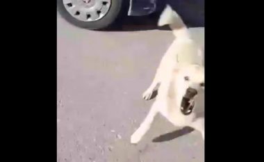 Qytetari publikon videon e sulmit nga qentë endacakë në Pejë