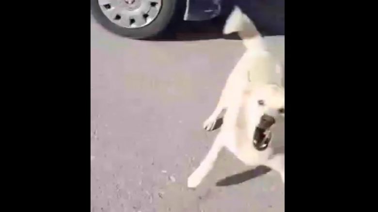 Qytetari publikon videon e sulmit nga qentë endacakë në Pejë