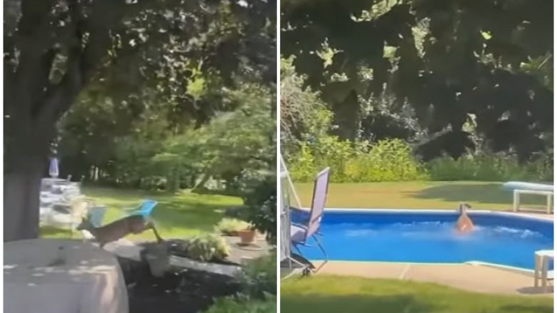 Dreri hyri brenda shtëpisë së një gruaje në New Jersey, përfundoi më pas në pishinë