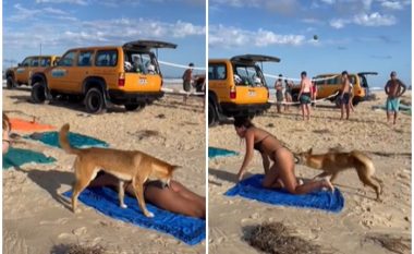 Qeni kafshon në prapanicë një pushuese në Australi