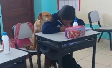 Qeni po i qëndronte afër “shoqes së tij më të mirë”, teksa ajo po i bënte detyrat në klasë