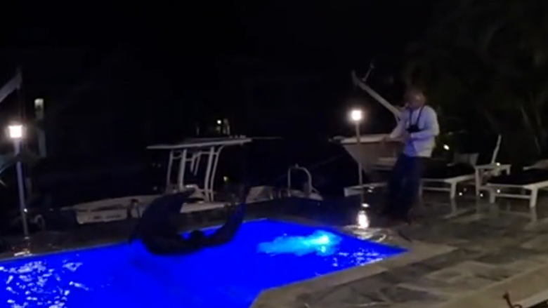 Aligatori gjigant futet në një pishinë në Florida, eksperti për largimin e tyre përdor metoda të mundjes për ta larguar