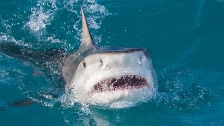 Ekipi i dokumentarëve të Netflix sulmohet nga peshkaqeni gjatë kohës sa po xhironte në Hawaii