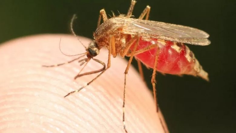 Alarm shëndetësor në SHBA pas shfaqjes së rasteve të malaries në Florida dhe Teksas