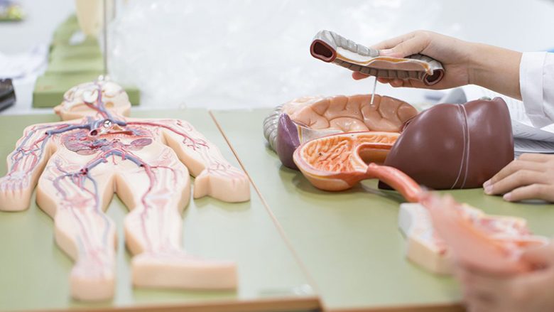 Shtatë organet e trupit pa të cilat mund të jetojmë