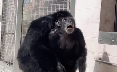 Shikoni reagimin e shimpanzesë kur pa qiellin për herë të parë, pasi ishte rritur tërë jetën e izoluar