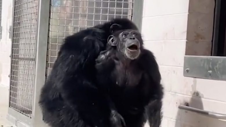 Shikoni reagimin e shimpanzesë kur pa qiellin për herë të parë, pasi ishte rritur tërë jetën e izoluar