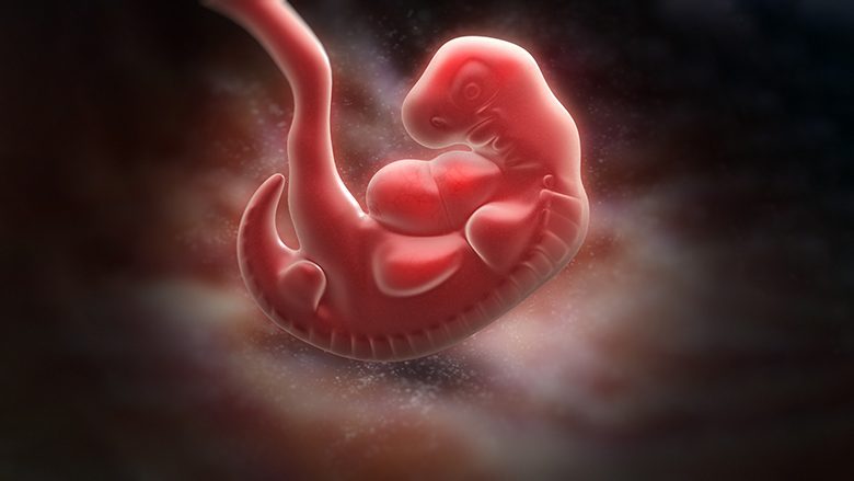 Java e pestë e shtatzënisë: Bebja ka madhësinë e farës së susamit, por ka një zemër që rrah shumë
