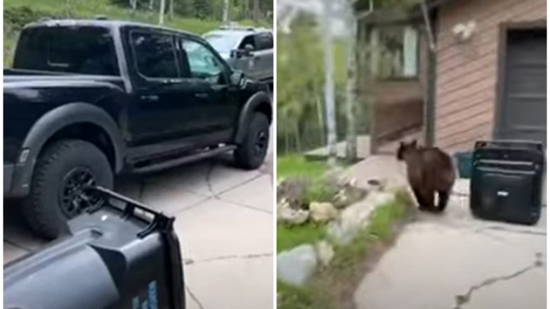Nuhati ushqimin, ariu mbeti i bllokuar brenda një kamionçine në Kolorado