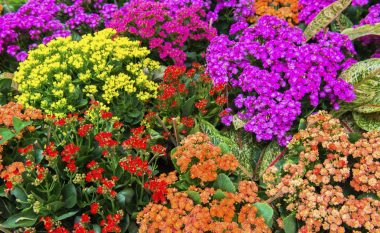 Kalanchoe – një lule me erë dhe dukje të mrekullueshme: Ja pse duhet ta keni këtë bimë në kopsht
