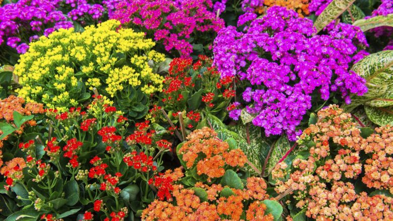 Kalanchoe – një lule me erë dhe dukje të mrekullueshme: Ja pse duhet ta keni këtë bimë në kopsht
