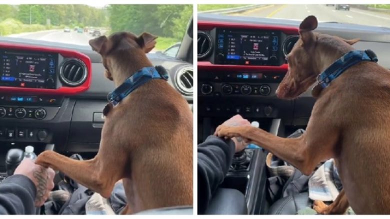 Qeni kërkon prej pronarit t’ia mbajë putrën gjersa vozitë në veturë