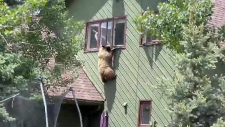 Makth për familjen në Kolorado, ariu ngjitet deri në katin e dytë të shtëpisë