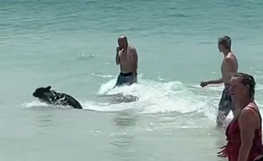 Një ari shtangu vizitorët e një plazhi të Florida-s