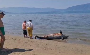 Gjendet delfini i ngordhur në breg të detit në afërsi të plazhit të vjetër në Vlorë