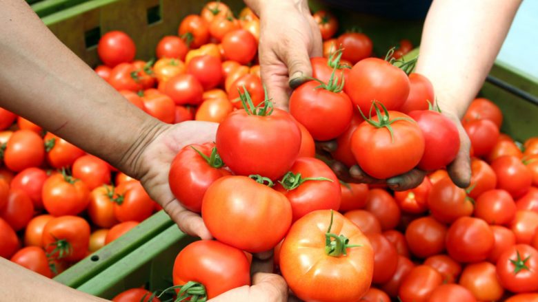 Dyshimet për përmbajtje të hormoneve në domatet nga Shqipëria – nga janari Kosova importoi mbi 4 milionë kilogramë
