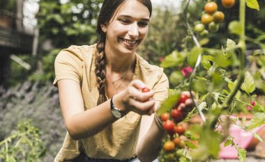 Dy rregulla të kopshtarëve për një rendiment më të mirë të domates