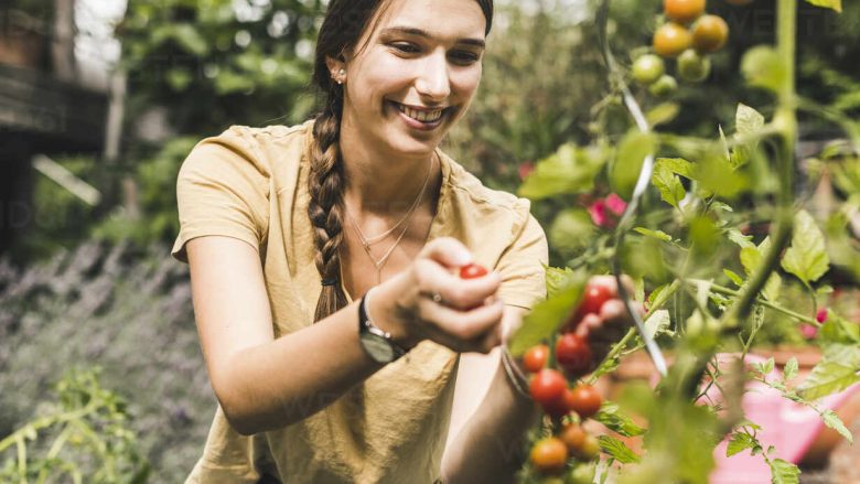 Dy rregulla të kopshtarëve për një rendiment më të mirë të domates