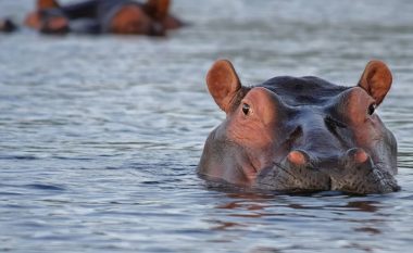 Pse hipopotamët djersitin “djersë të përgjakshme”