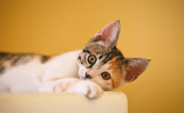 Tingujt që macet i adhurojnë: I shijojnë këto tone dhe për to janë qetësuese