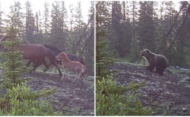 Kamerat e vendosura në malet e Kanadasë kapën momentin kur një ari ndjek një grup kuajsh të egër