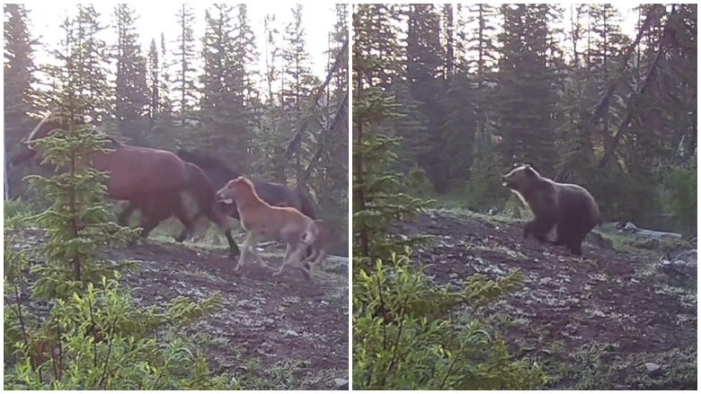 Kamerat e vendosura në malet e Kanadasë kapën momentin kur një ari ndjek një grup kuajsh të egër