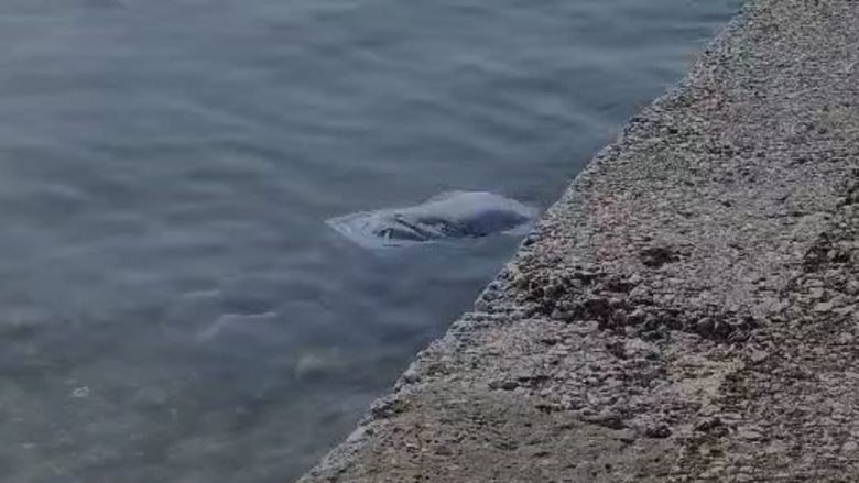 Gjendet trupi i pajetë i një gruaje në liqenin e Pogradecit, dyshohet për vetëvrasje
