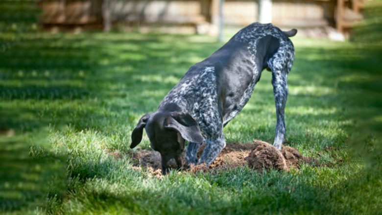 Përse qentë bëjnë gropa në tokë