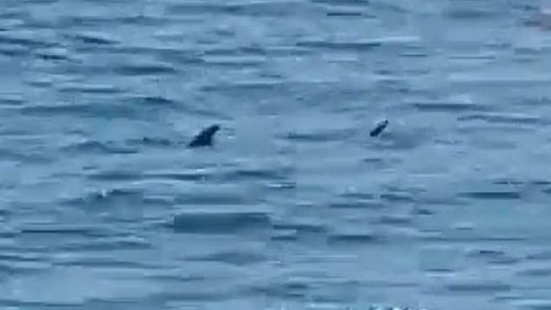 Nuk e dinin se pranë tyre po notonin dy peshkaqen, pushuesit në një plazh në Spanjë bëjnë gjithçka për të dalë nga uji
