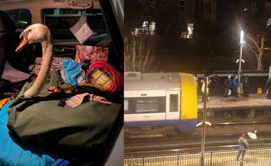 Linja e trenit në Londër bllokohet nga një mjellmë e cila kishte ngecur në shina