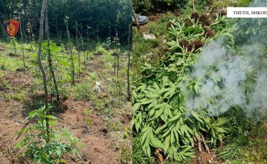Identifikohen gjashtë raste të kultivimit të drogës në Shkodër, asgjësohen mbi tre mijë bimë
