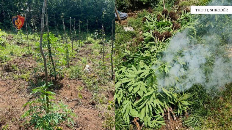 Identifikohen gjashtë raste të kultivimit të drogës në Shkodër, asgjësohen mbi tre mijë bimë