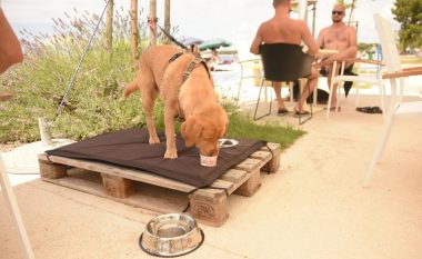 Hapet në Kroaci një bar për kafshët – Qentë mund të freskohen me birra dhe akullore në plazh