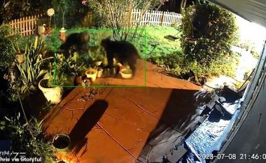 Video e pabesueshme shfaq dy grabitqarë të mëdhenj që luftojnë në oborrin e një shtëpie në Florida