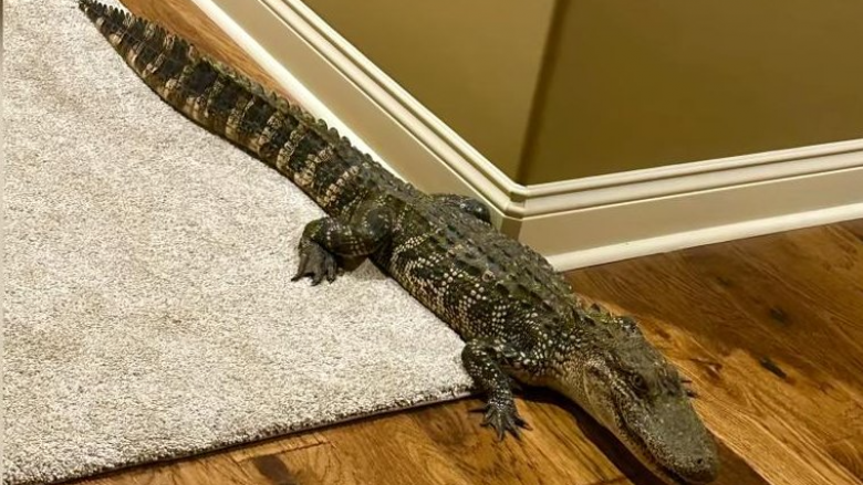 Aligatori futet në një shtëpi në Luiziana përmes hyrjes së qenit